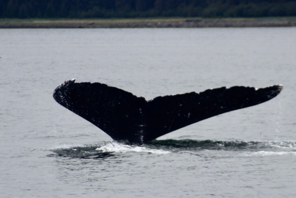 Whale tail in Alaska