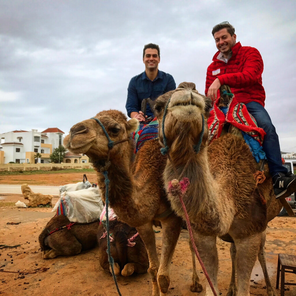 Camels in Tanguer