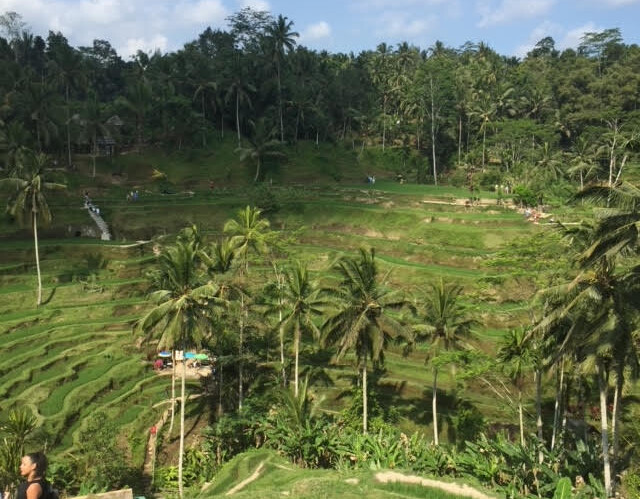 Rice Terraces in Bali