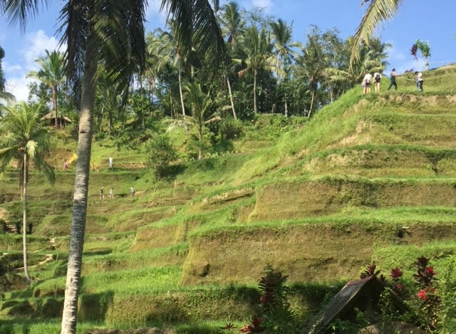 Rice Terraces