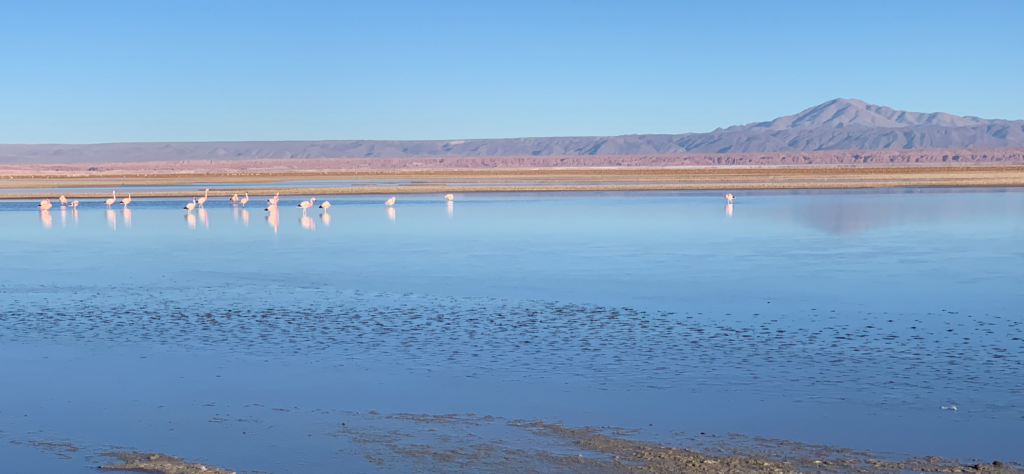 Laguna Chaxa in Atacama Desert