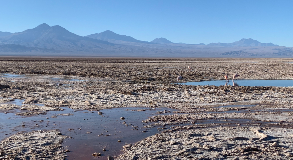 Laguna Chaxa in Atacama Desert