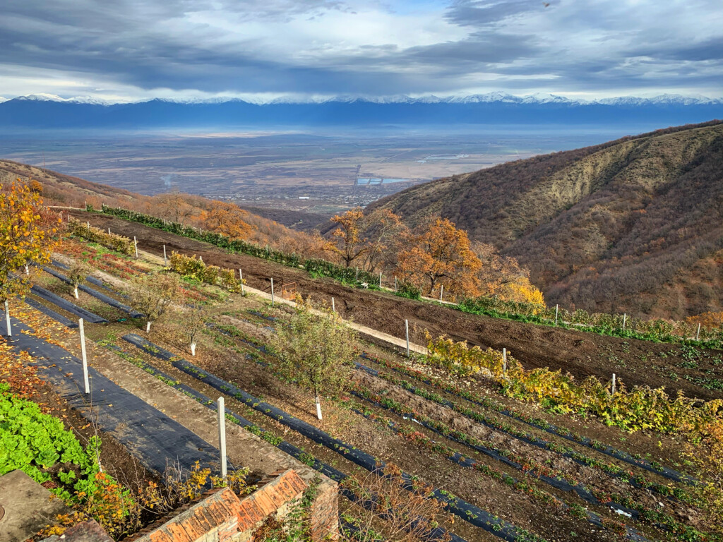 Kakheti Wine Region